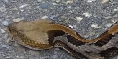 New Jersey snake